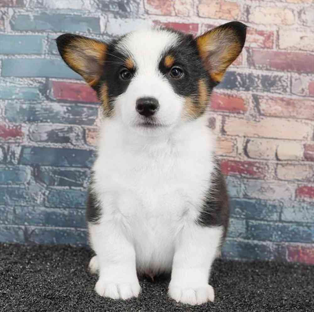 carousel pet images