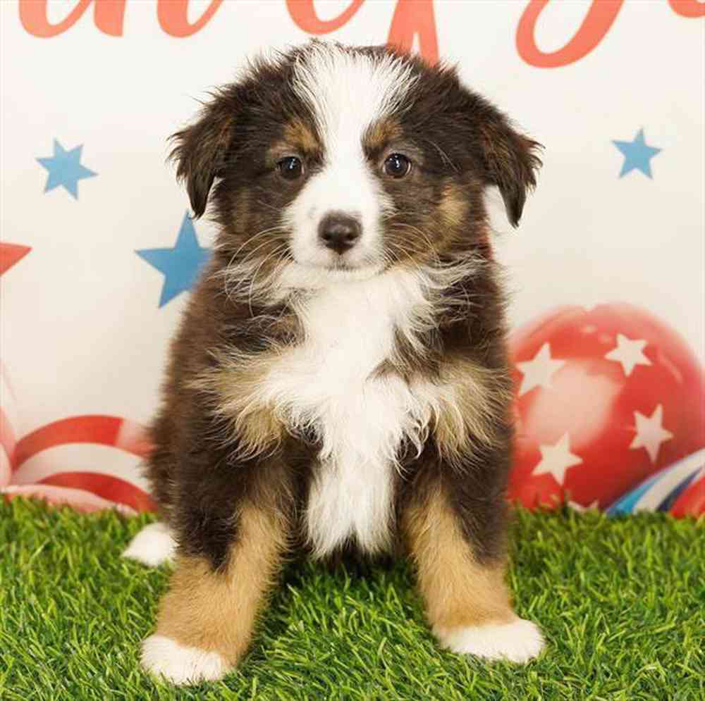 carousel pet images
