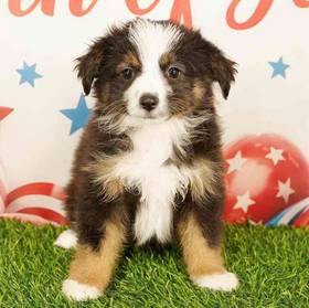 Mini Australian Shepherd