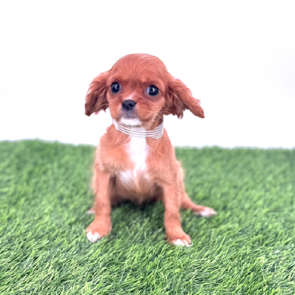 carousel pet images