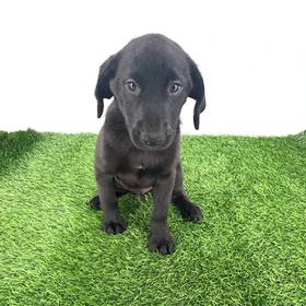 Labrador Retriever-Beagle
