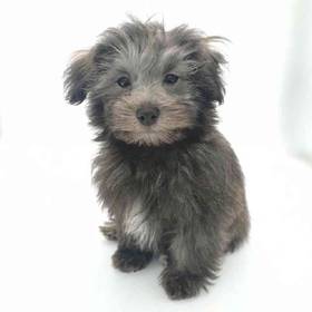 Maltipoo