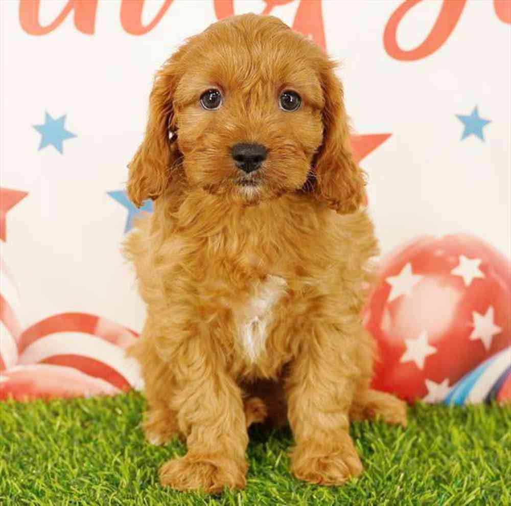 carousel pet images