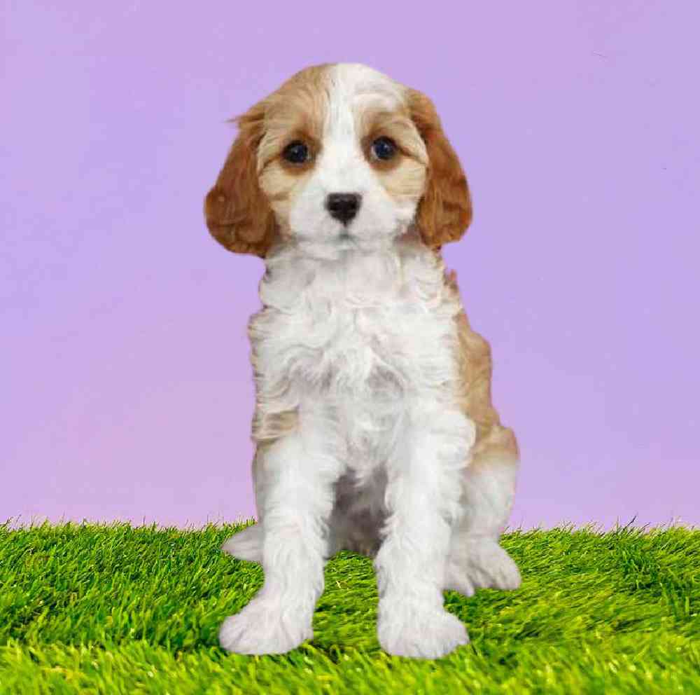 carousel pet images