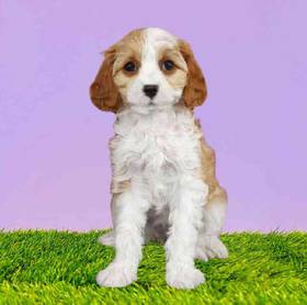 Cavapoo