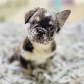 French Bulldog