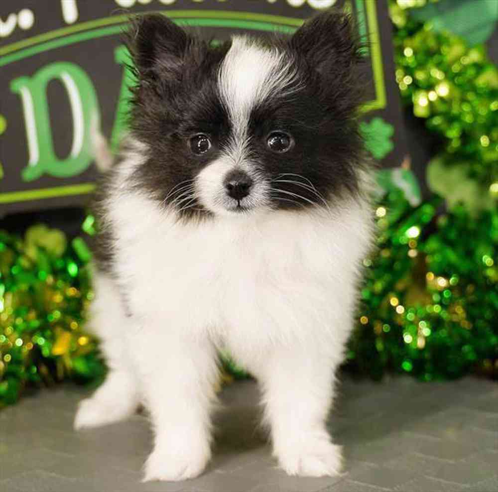 carousel pet images
