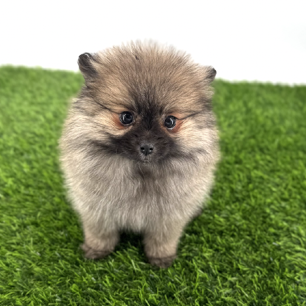 carousel pet images
