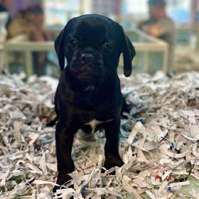 Pug-Puggle
