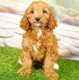 2nd Gen Cockapoo