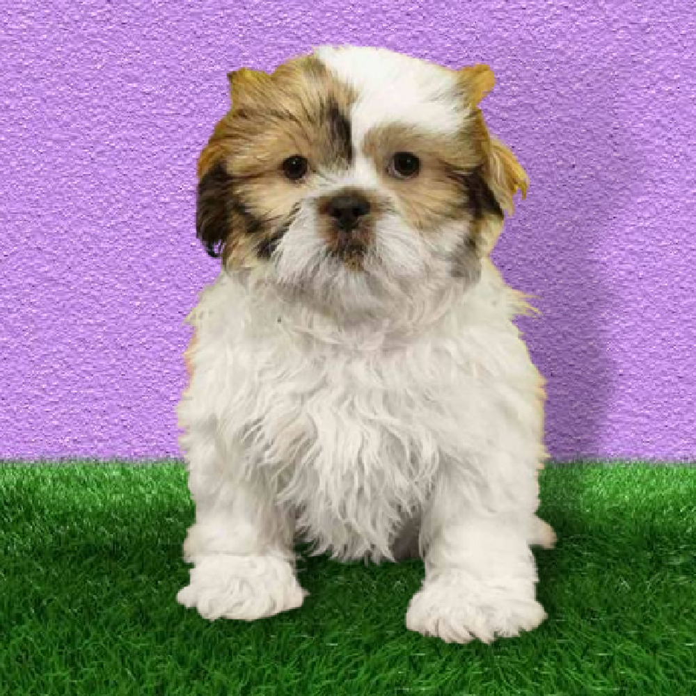 carousel pet images