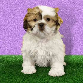 Shih Tzu