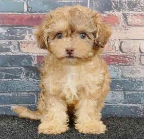 Shizapoo