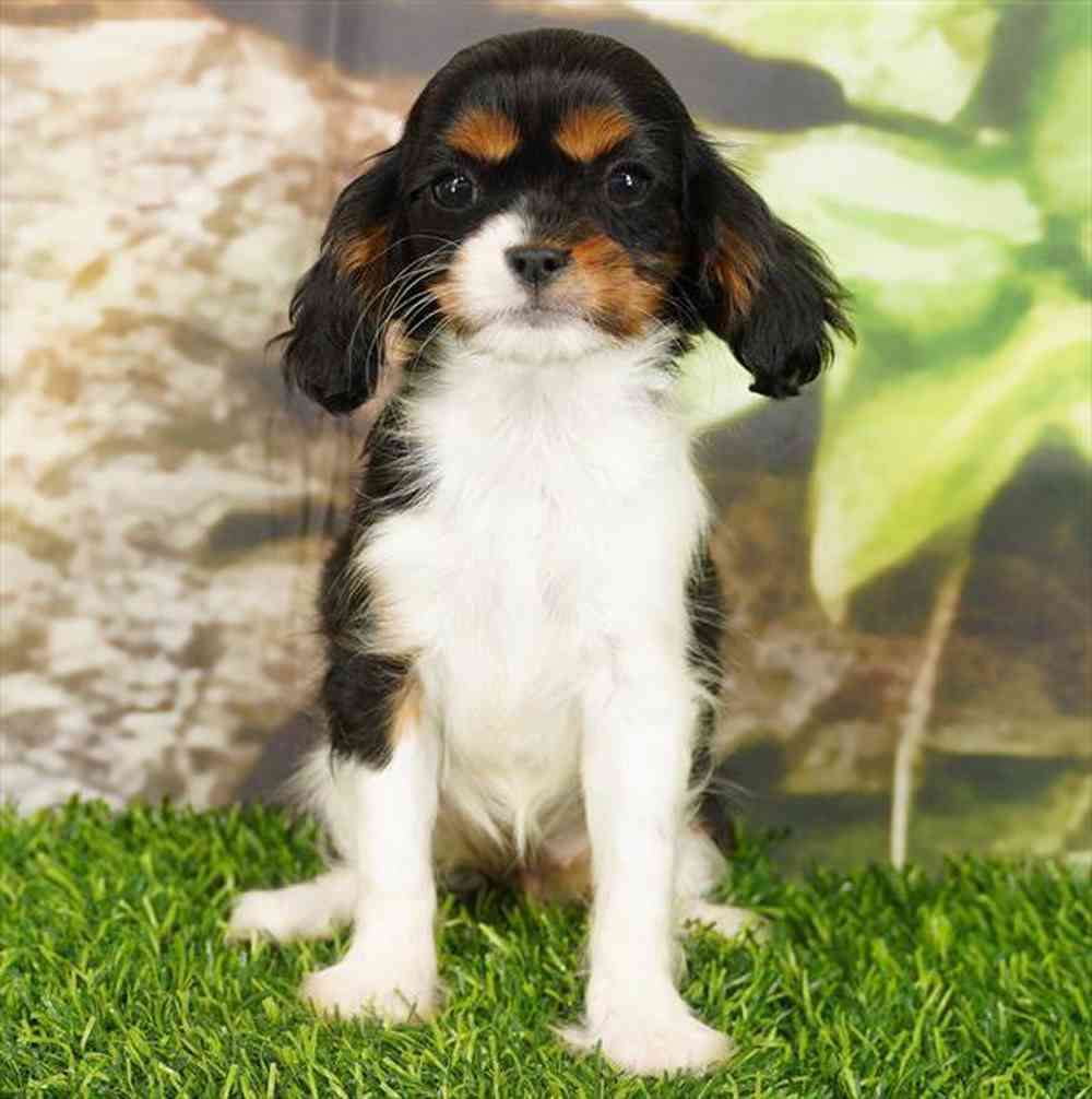 carousel pet images