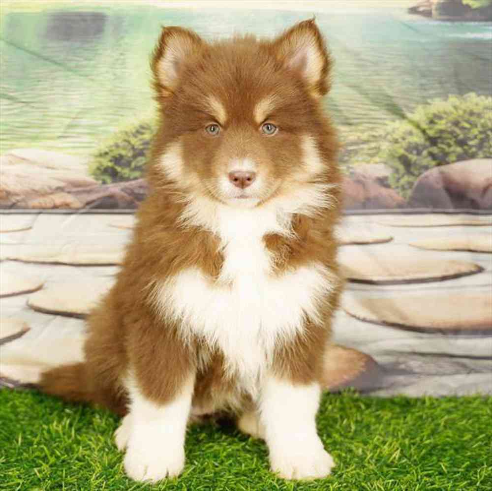 carousel pet images