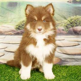 Pomsky