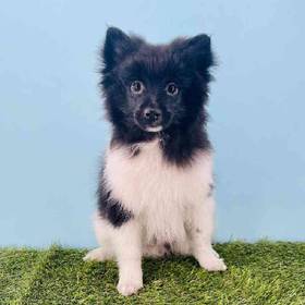 Pomeranian