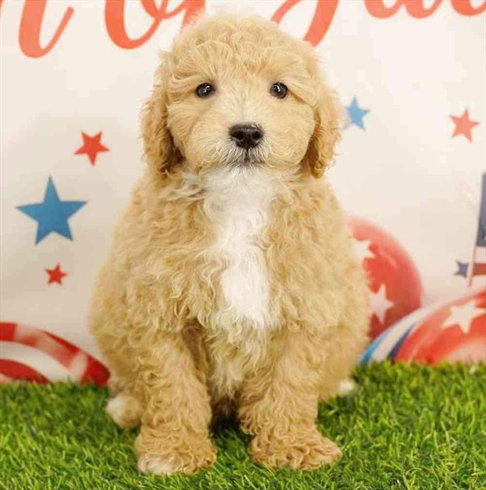 Image of a pet breed in the gallery