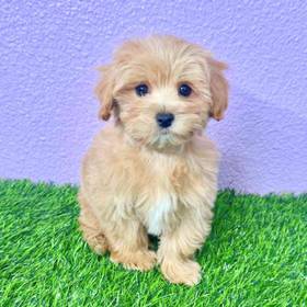 Maltipoo