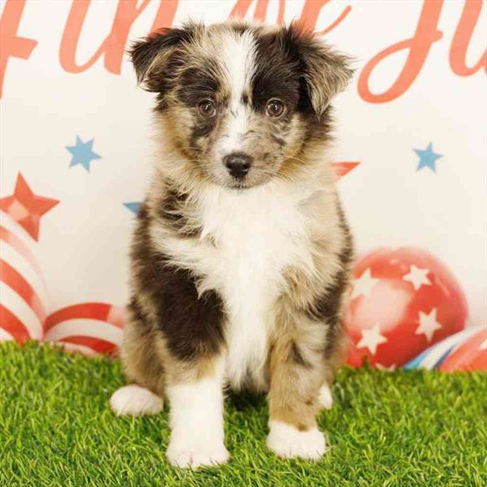 carousel pet images