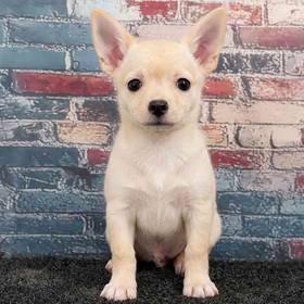 Chihuahua