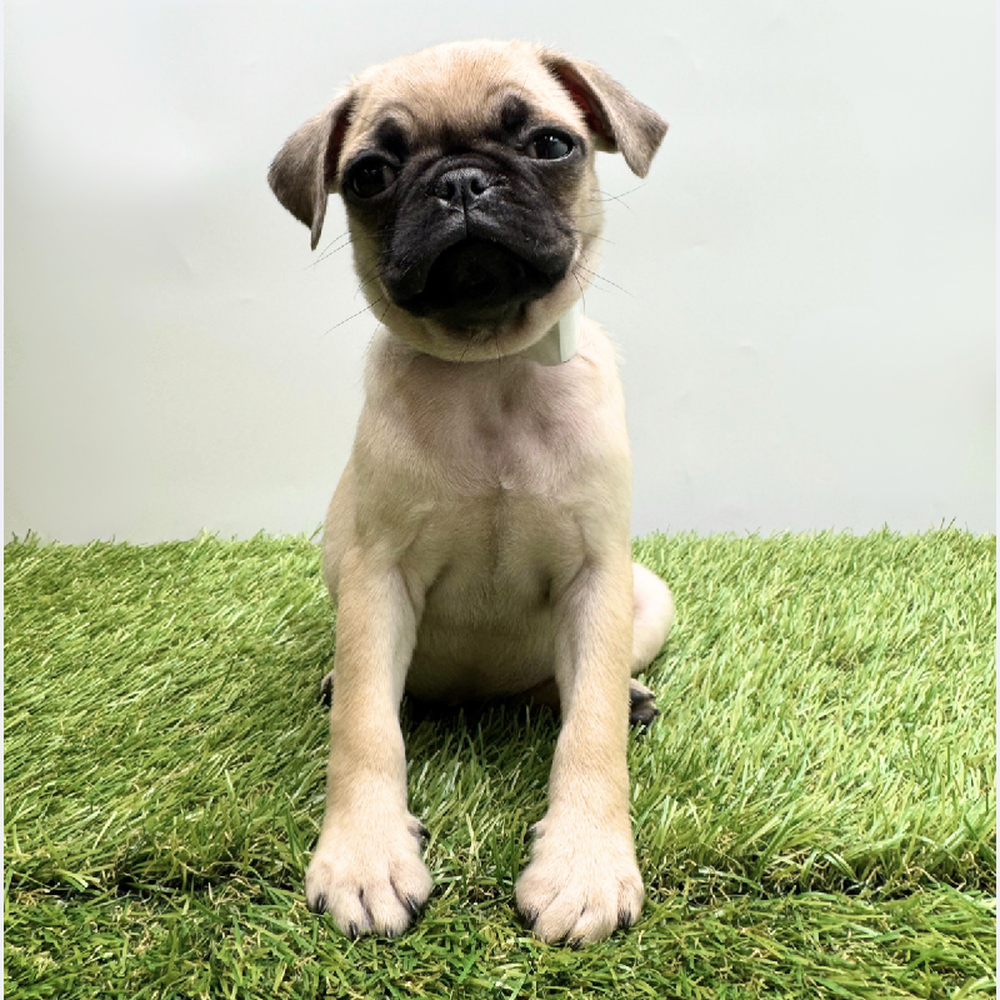 Image of a pet breed in the gallery