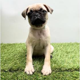 Pug