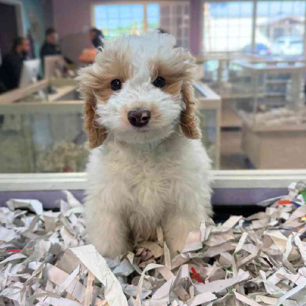 carousel pet images