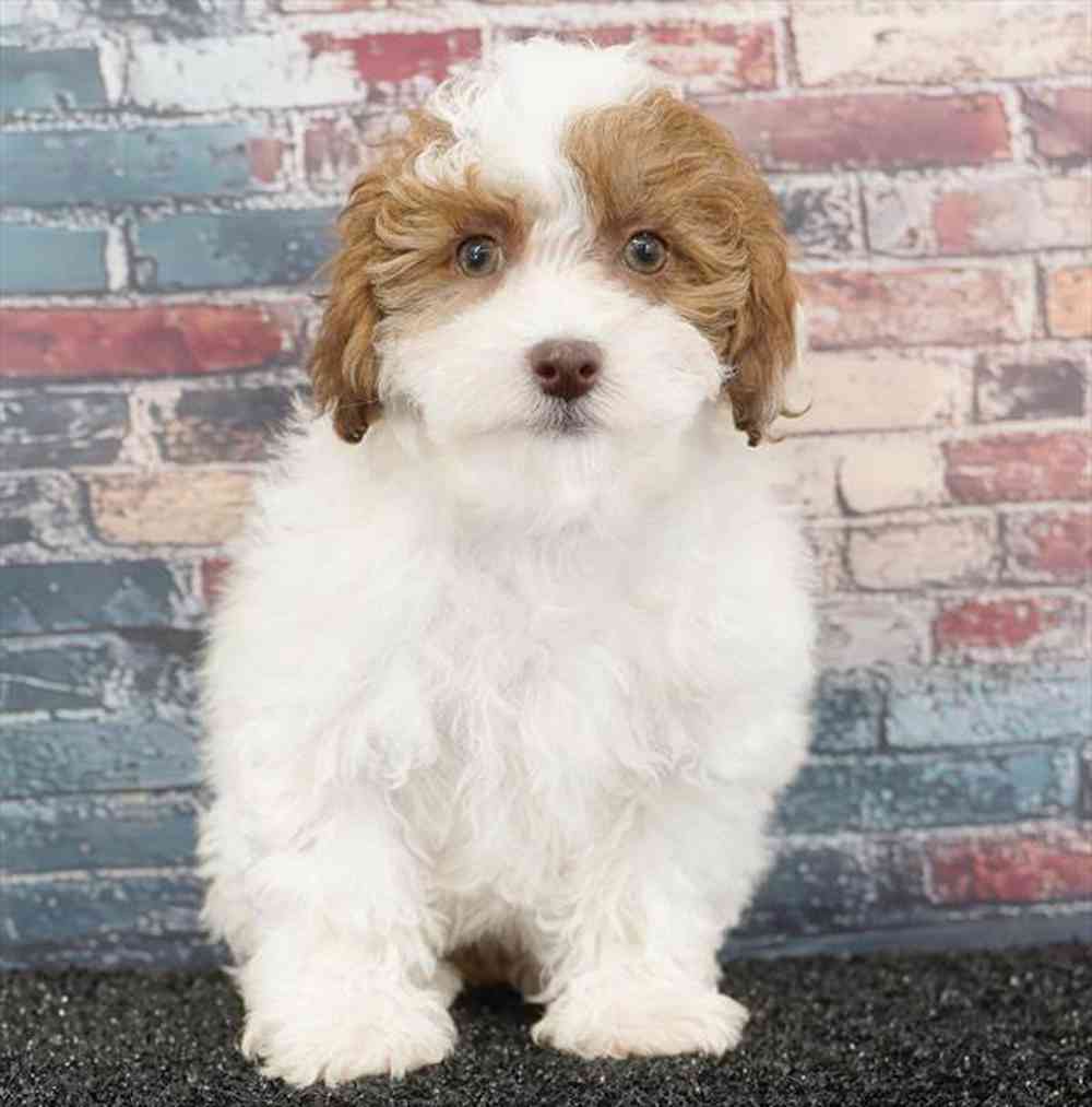Image of a pet breed in the gallery
