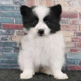Pomeranian