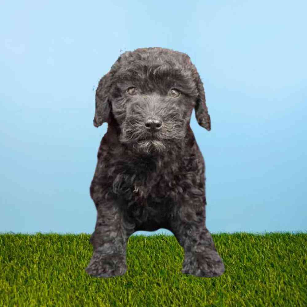 carousel pet images