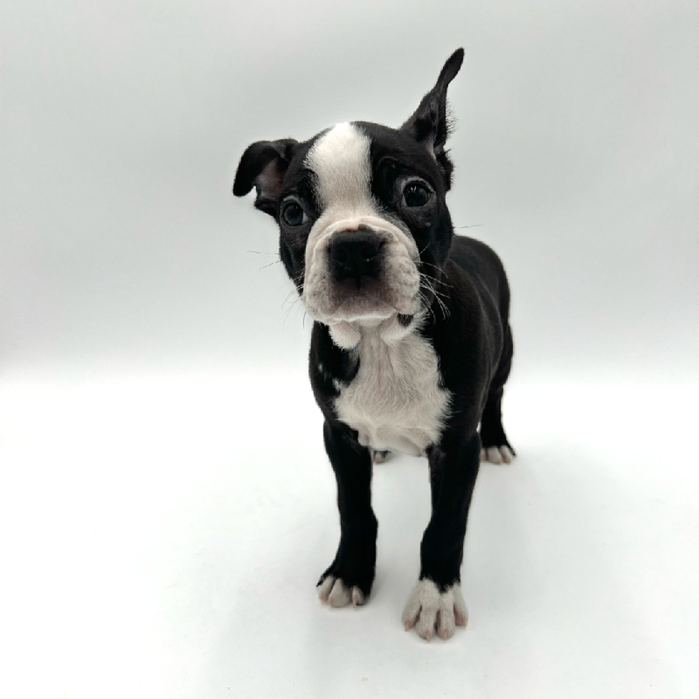 carousel pet images