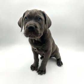 Cane Corso