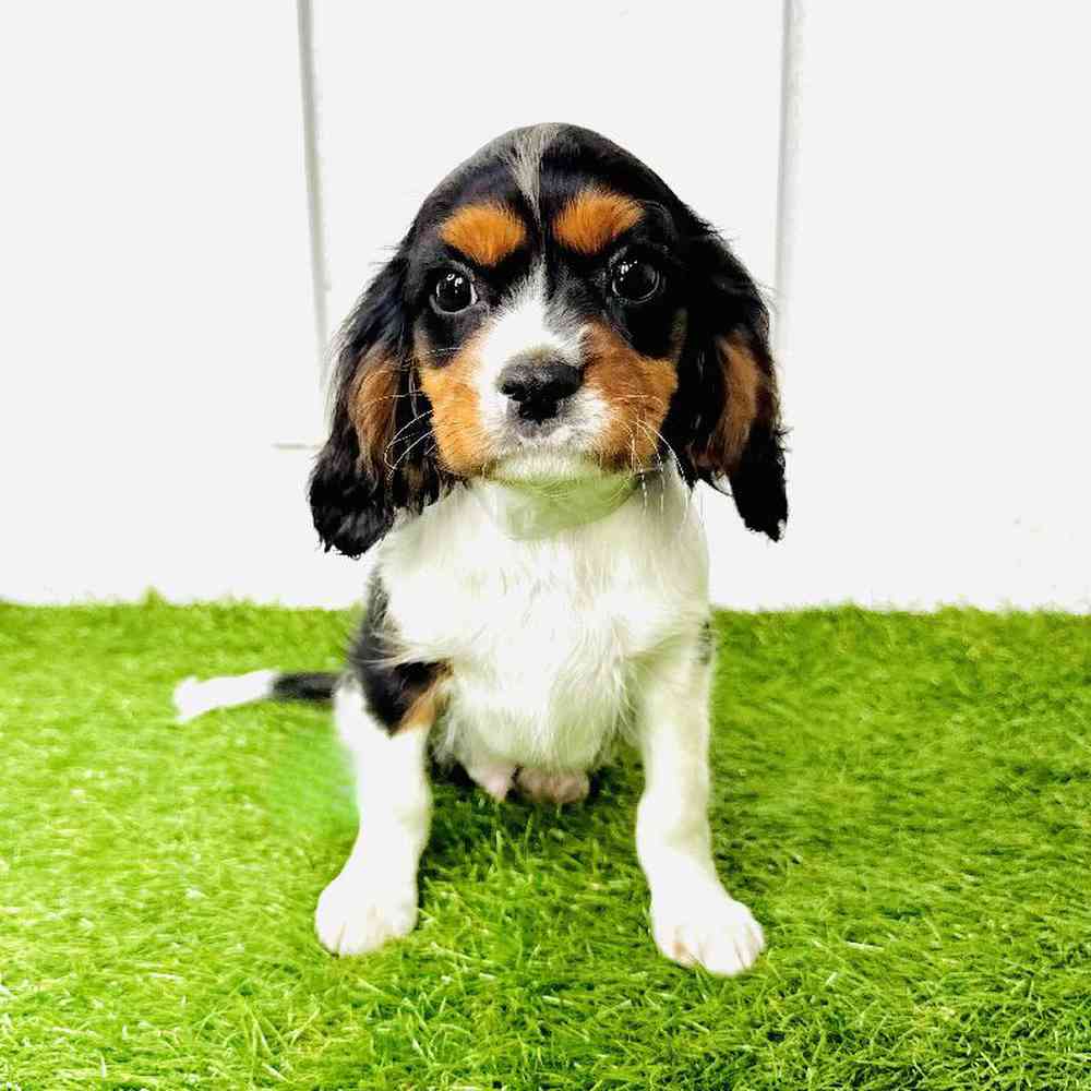 carousel pet images