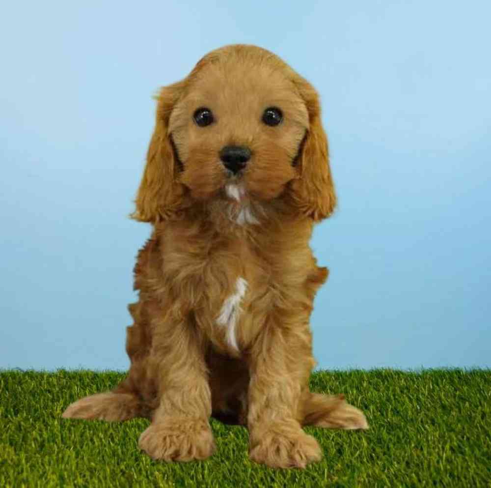 carousel pet images