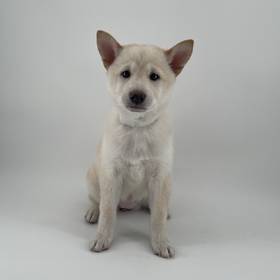 Shiba Inu