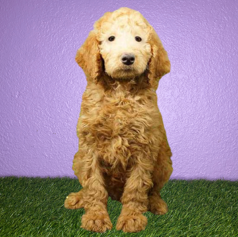 carousel pet images