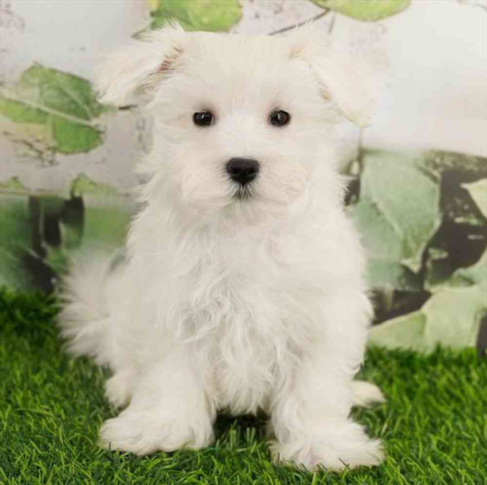 Image of a pet breed in the gallery