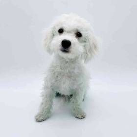 Bichon