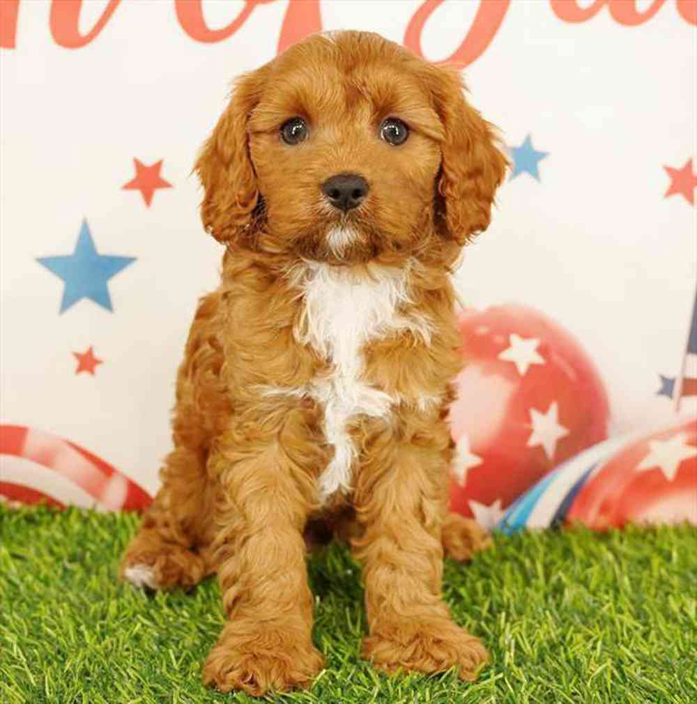 Image of a pet breed in the gallery