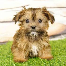 Shorkie