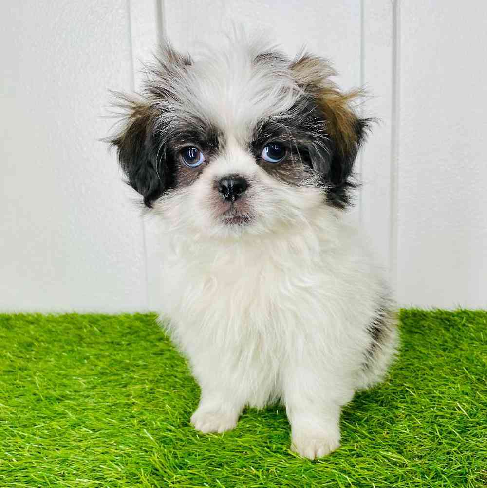 carousel pet images