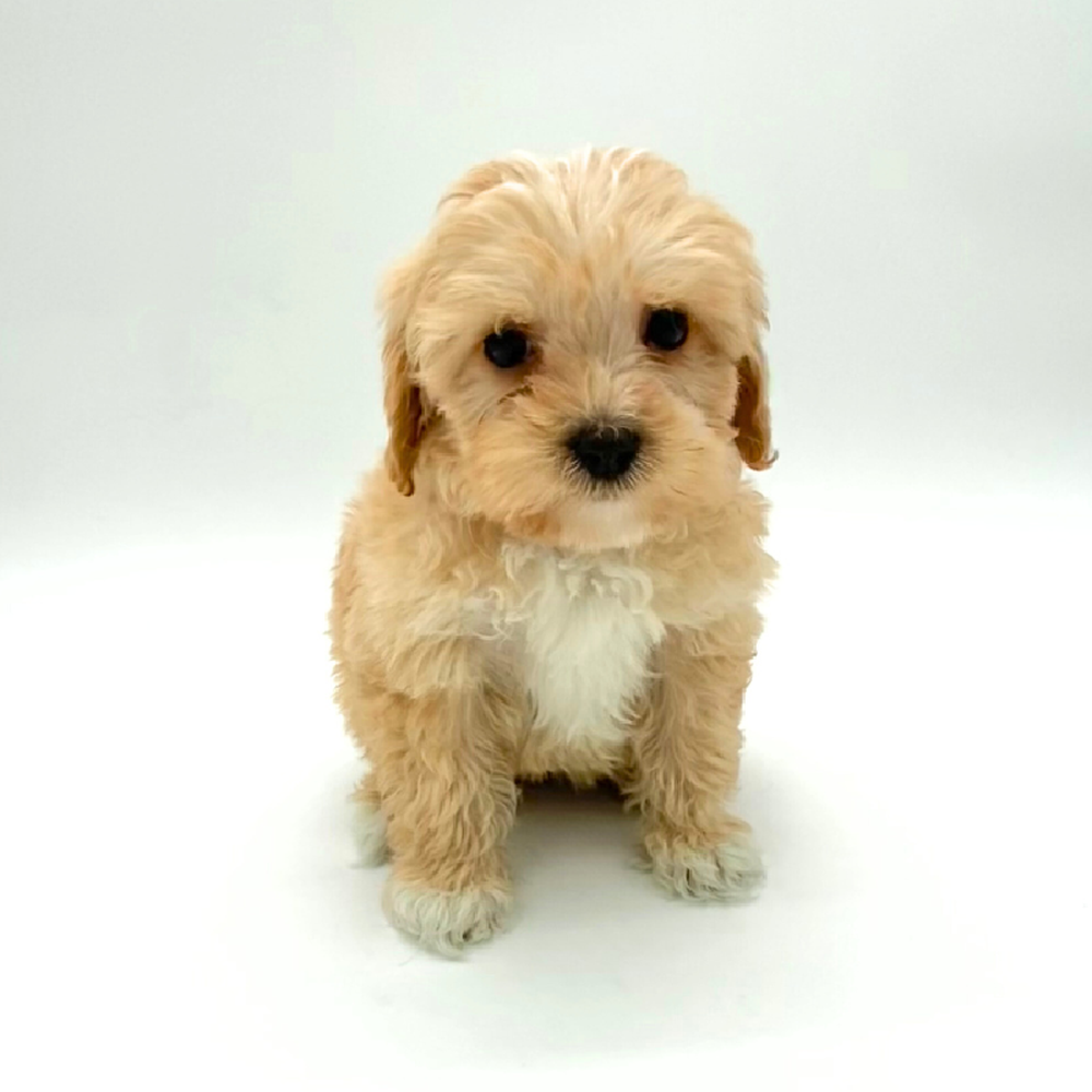 2nd Gen Mini Sheepadoodle Puppies for sale at Puppyland