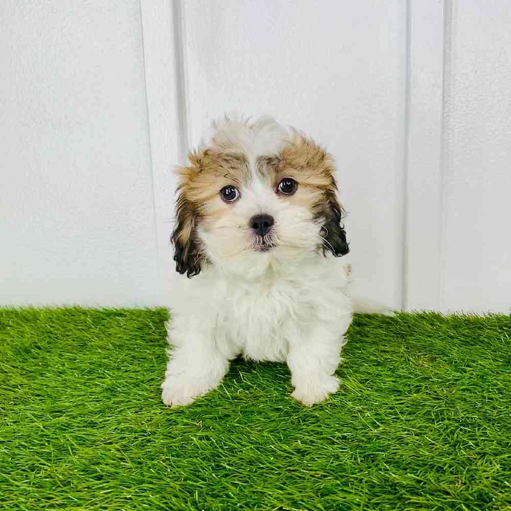 carousel pet images