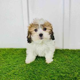Teddy Bear