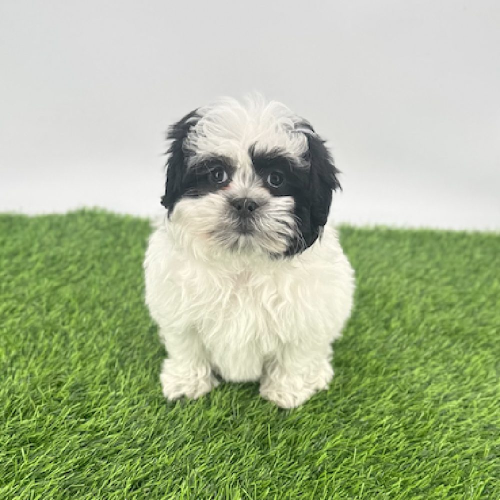 carousel pet images