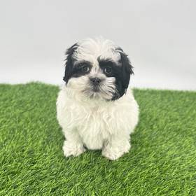 Shorkie