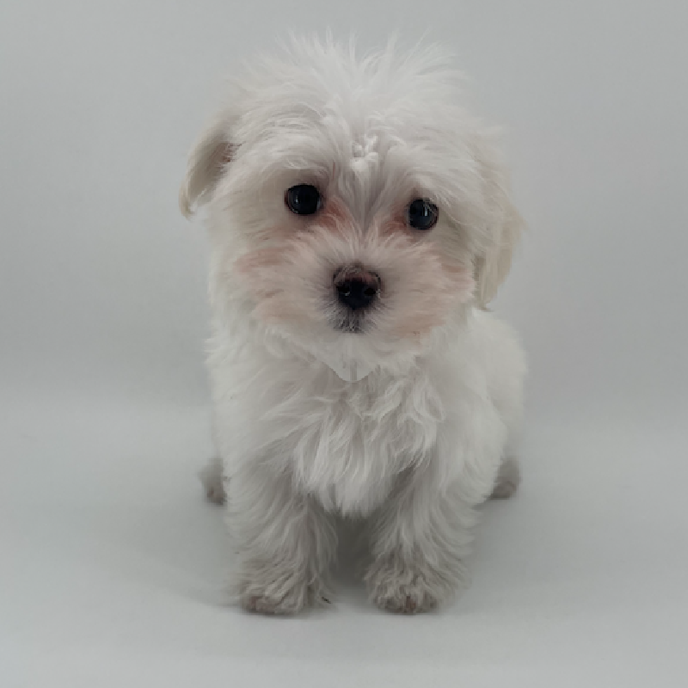Image of a pet breed in the gallery