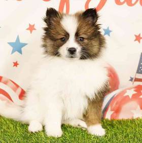 Pomeranian