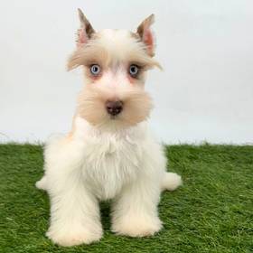 Mini Schnauzer